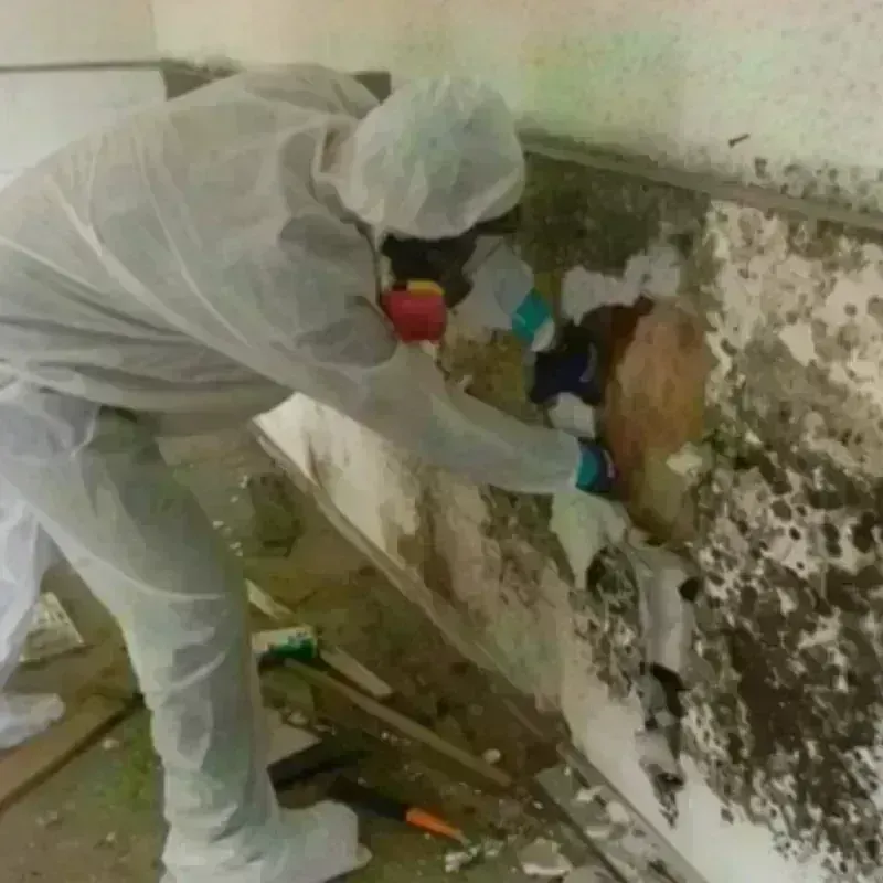 Mold Remediation and Removal in Bamberg, SC